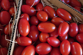 『これがトマト？！』フルーツミニトマト（１．２kg）はじけるジューシーな味わい！