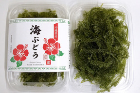 生産者直送 生海ぶどう 茎付き 1kg 沖縄県産 食べチョク 農家 漁師の産直ネット通販 旬の食材を生産者直送