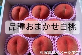 希少品種が入るかも！【品種おまかせ🍑白桃】訳あり2kg ※8~9月発送