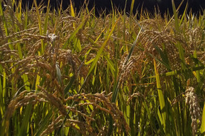 令和7年米、品種に優る技術なし、玄米、精米も対応（肥料農薬不使用、自家採種、おだ掛け）　晩生種のあじわい、玄米4キロ