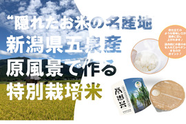 特別栽培米のパックごはん150g×12個 新潟県五泉産コシヒカリ100%