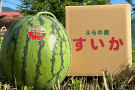 【夏ギフト】冷やして頬張る幸せの甘さ✨ふらのスイカ　マイティー（大玉）7キロ以上