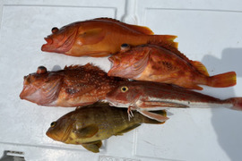 明日朝まで限定！捕れたて！カサゴ・アオナ・アカハタ・ホウボウ　約3kg 長崎県対馬市(内臓・鱗処理済)