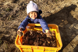 【自然栽培】在来種の里芋 大野在来（大野芋）1.5kg 煮崩れしにくくまろやかな甘み