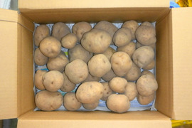 ほっくほく！＊＊男爵4k～農薬/化学肥料・不使用
