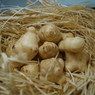 キクイモ・ファクトリー