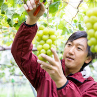 信濃国　中井ぶどう畑