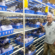 きのこハウス柏屋