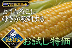 昨年1万本も売れてTV話題沸騰中☆日本最高峰の糖度を誇る『富士信玄とうもろこし』【お中元ギフト】特大4本約1.5kg☆旬の甘いトウモロコシ【朝どれ】🌽7月中旬予約🌽