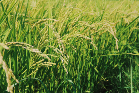 【令和8年産 新米】北海道富良野産 ゆめぴりか 10kg｜連続15年特A評価