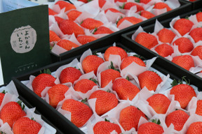 【冬ギフト】開けてビックリ！大粒いちごギフトセット（４L以上）【１８～３０粒】