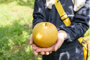 リピート率No.1！鳥取県が誇る大人気品種『新甘泉』贈答用 5kg