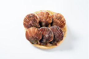 【冬ギフト】【活】訳あり殻付ホタテ(6枚)｜サイズ不揃い｜岩手県三陸産