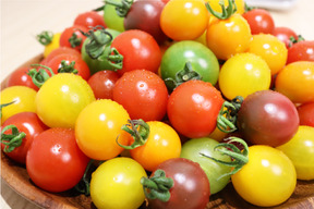 《食卓に彩りを》ビビッドカラフルミニトマト(1.3㎏)【トマト食べ比べ】