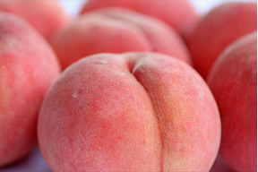 🍑【2025年8月中旬桃】1.5kg　5玉前後【ASIAGAP認証農場：津軽農園】　安心・安全な桃　収穫した日に発送　家庭用　農家直送【朝どれ】