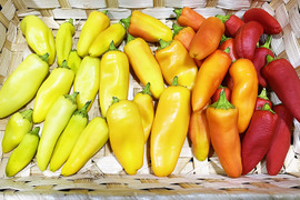 【お試し】美味しい辛さ！黄辛こしょう（約200g）農薬・化学肥料不使用