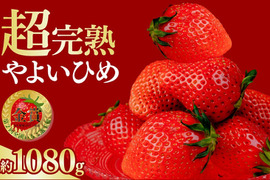 ＼朝摘み★完熟／第２回全国いちご選手権「金賞受賞」いちご/やよいひめ/栃木県茂木町産/4パック入り(約1Kg)/レギュラーサイズ/サイズお任せ/食べるとガツンと甘味があり、風味の良いいちごです！