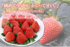 いちごさん、白いちご（240g✖️2）2セット