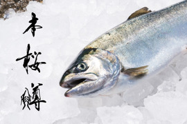 【お中元】丸々一尾！純国産サーモン「本桜鱒」 約1.3kg【冷蔵便でお届け】