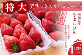 茨城県産 いちご ２パック×１箱【やよいひめ】(特大DX)