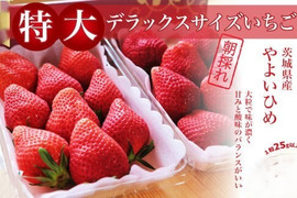 「食べチョクいちごグランプリ2026 」味わい部門「ザ・ジューシー賞」受賞【やよいひめ】(特大DX) 茨城県産 いちご ２パック×１箱