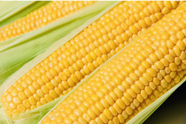 【朝採り】フルーツみたいなミラクルコーン🌽🌽🌽　み・ら・い　(味来)  5kg  (2L〜3Lサイズ　11〜12本)