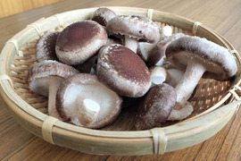 新鮮菌床しいたけ 1.5kg　小～中サイズ　サルに負けないキノコ栽培！冷蔵便