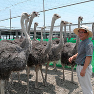 南アルプスオーストリッチファーム