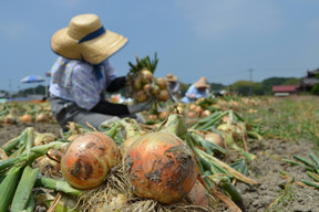 【早割7月中旬・お中元】つる付き淡路島さとたまねぎ(5キロ)【熨斗付き】