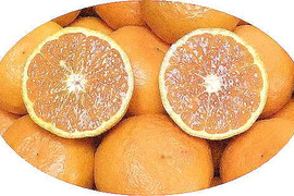 濃厚果汁！南津海（なつみ）贈答用・５Kg