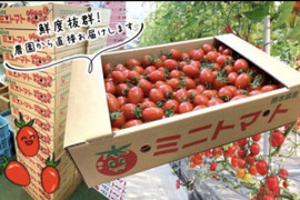 頬っぺが落ちる甘さのアイコ3kg