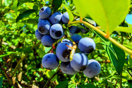 《訳あり》冷凍ブルーベリー２Kg 甘〜い！ お買い得！！