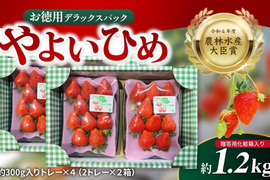 令和4年度 農林水産大臣賞受賞！お徳用いちご「やよいひめ」デラックスパック（約1.2 kg）