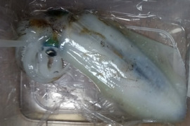 【出品不定期】新鮮一本釣り！即冷凍！鮮度抜群春のアオリイカ詰合せ1杯～5杯 2kg