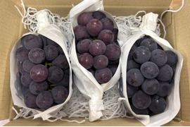 旬の果実！山梨県産ピオーネ1kg（2～3房）