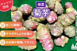 菊芋　きくいも　1.5ｋｇ　パチャママ農園