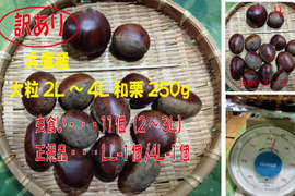【訳あり】大粒和栗　LL～4L虫食いMIX