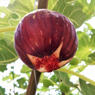 ファームさとう