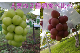 「牧丘天空の丘　シャイン＆クインニーナ」 約1kg(2房) 10月7日～発送