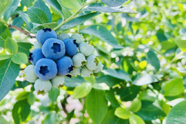 【７月発送】お買い得！完熟ブルーベリー 中玉サイズ　750g(150ｇ小箱×5)