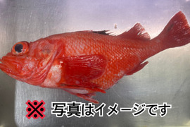 【ラストチャンス】 特大キンキ 2尾  神経締め物 オマケ付き