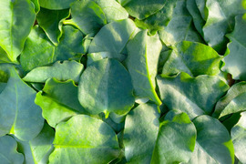 ネバとろ食感！ミネラルたっぷりの栄養満点おかわかめ【1kg】