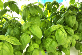 【工場直送！】フレッシュバジル500ｇ(15ｇ×35袋)