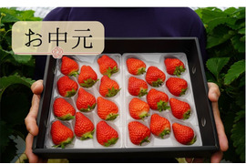 【お中元】≪人気抜群の長野県オリジナル品≫
夏でも甘酸っぱくジューシー！名匠の育てた夏イチゴ サマーリリカル 250g×2p