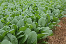 【緑黄色野菜の代表】ほうれん草(1.5kg)