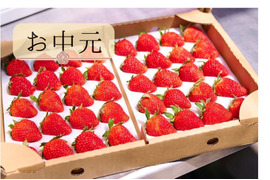 【お中元】朝どれ新鮮夏イチゴ「長野県産」濃厚な味わいのサマーリリカル