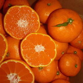 オレンジ  ビオ  ファーム