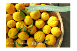 【10月末より順次発送】農薬・化学肥料不使用！木頭柚子（黄玉）5kg