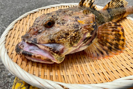 1.5kg【知床らうす直送】カジカ(ナベコワシ) オマケ付き