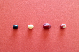 【４種類の小豆セット】小豆は赤色だけじゃないの！？（黒小豆、丹波白小豆、丹波大納言小豆、花嫁小豆）